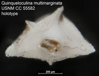 To NMNH Paleobiology Collection (Quinqueloculina multimarginata USNM CC 55582 holotype ap)