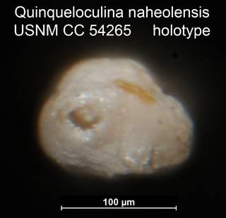 To NMNH Paleobiology Collection (Quinqueloculina naheolensis USNM CC 54265 holotype ap)
