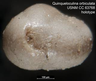 To NMNH Paleobiology Collection (Quinqueloculina orbiculata USNM CC 63768 holotype ap)