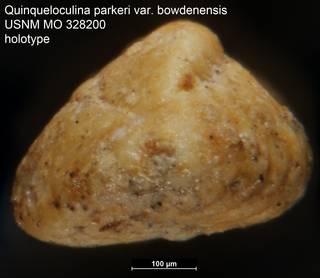 To NMNH Paleobiology Collection (Quinqueloculina parkeri var. bowdenensis USNM MO 328200 holotype ap)