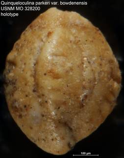 To NMNH Paleobiology Collection (Quinqueloculina parkeri var. bowdenensis USNM MO 328200 holotype)