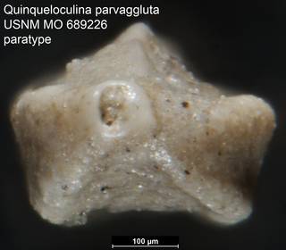 To NMNH Paleobiology Collection (Quinqueloculina parvaggluta USNM MO 689226 paratype ap)