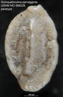 To NMNH Paleobiology Collection (Quinqueloculina parvaggluta USNM MO 689226 paratype)
