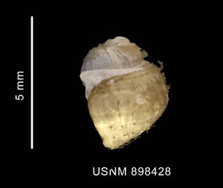 To NMNH Extant Collection (Pellilitorina pellita (Martens, 1885) shell lateral view)