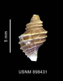 To NMNH Extant Collection (Proneptunea rufa Oliver et Picken, 1984 shell dorsal view)