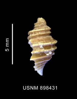 To NMNH Extant Collection (Proneptunea rufa Oliver et Picken, 1984 shell lateral view)