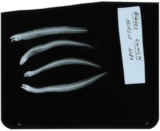 To NMNH Extant Collection (Alabes cuvieri RAD107981-001)