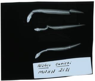 To NMNH Extant Collection (Alabes cuvieri RAD107982-001)