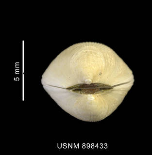To NMNH Extant Collection (Limatula pygmaea (Philippi, 1845) apical view)