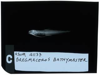 To NMNH Extant Collection (Bregmaceros bathymaster RAD112048-001)