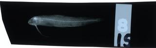 To NMNH Extant Collection (Bregmaceros cantori RAD112049-001)