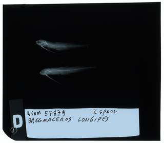 To NMNH Extant Collection (Bregmaceros longipes RAD112051-001)