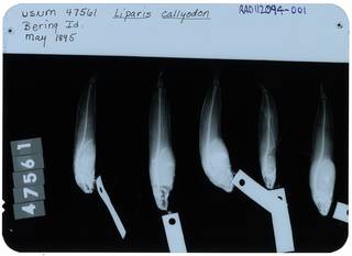 To NMNH Extant Collection (Liparis callyodon RAD112094-001)
