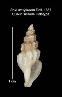 To NMNH Extant Collection (IZ MOL 183404 Holotype Shell)