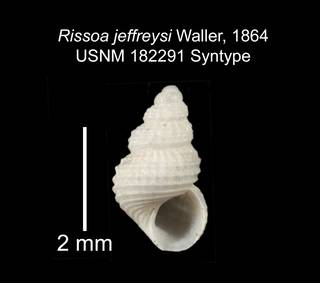 To NMNH Extant Collection (IZ MOL 182291 Syntype Shell 1)