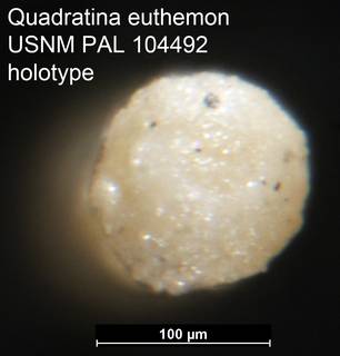 To NMNH Paleobiology Collection (Quadratina euthemon USNM PAL 104492 holotype ap)