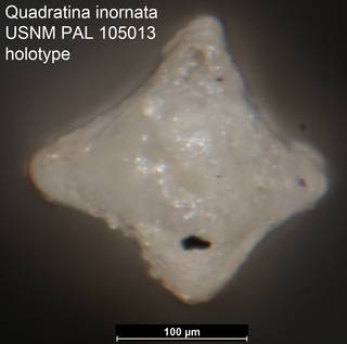 To NMNH Paleobiology Collection (Quadratina inornata USNM PAL 105013 holotype ap)