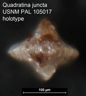 To NMNH Paleobiology Collection (Quadratina juncta USNM PAL 105017 holotype ap)