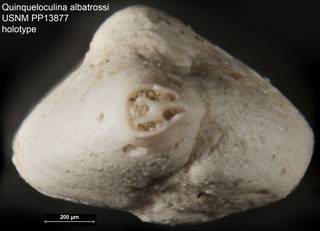 To NMNH Paleobiology Collection (Quinqueloculina albatrossi USNM PP13877 holotype ap)