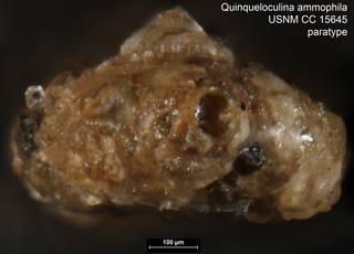 To NMNH Paleobiology Collection (Quinqueloculina ammophila USNM CC 15645 paratype left ap)