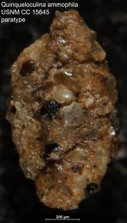 To NMNH Paleobiology Collection (Quinqueloculina ammophila USNM CC 15645 paratype left)