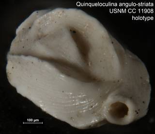 To NMNH Paleobiology Collection (Quinqueloculina angulo-striata USNM CC 11908 holotype ap)