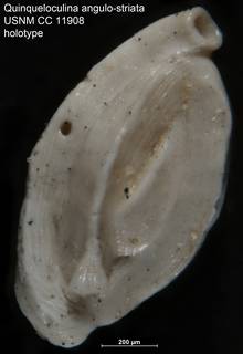 To NMNH Paleobiology Collection (Quinqueloculina angulo-striata USNM CC 11908 holotype)