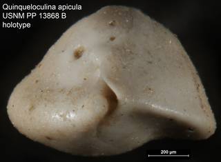 To NMNH Paleobiology Collection (Quinqueloculina apicula USNM PP 13868B holotype ap)
