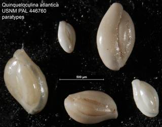 To NMNH Paleobiology Collection (Quinqueloculina atlantica USNM PAL 446760 paratypes)
