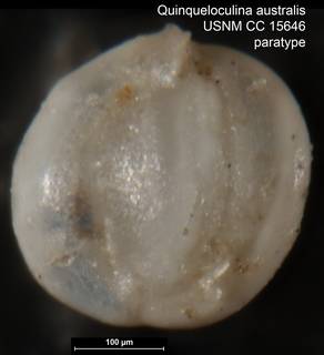 To NMNH Paleobiology Collection (Quinqueloculina australis USNM CC 15646 paratype)