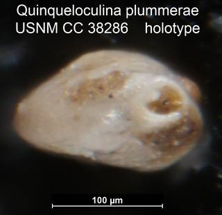 To NMNH Paleobiology Collection (Quinqueloculina plummerae USNM CC 38286 holotype ap)