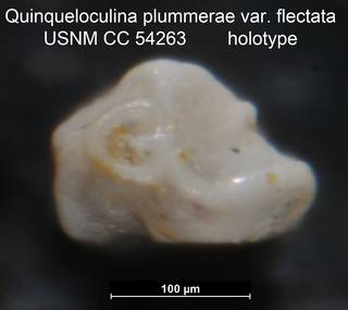 To NMNH Paleobiology Collection (Quinqueloculina plummerae var. flectata USNM CC 54263 holotype ap)
