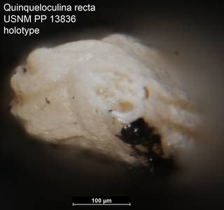 To NMNH Paleobiology Collection (Quinqueloculina recta USNM PP 13836 holotype ap)