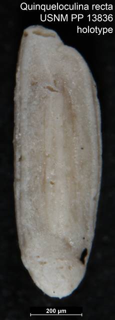 To NMNH Paleobiology Collection (Quinqueloculina recta USNM PP 13836 holotype)