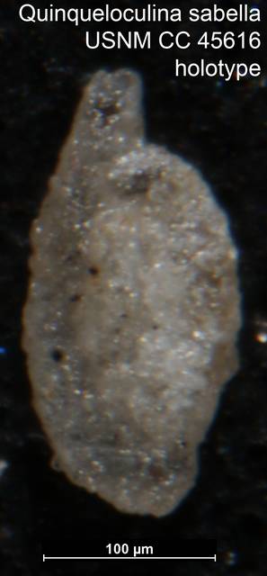 To NMNH Paleobiology Collection (Quinqueloculina sabella USNM CC 45616 holotype)
