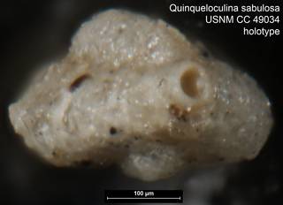 To NMNH Paleobiology Collection (Quinqueloculina sabulosa USNM CC 49034 holotype ap)