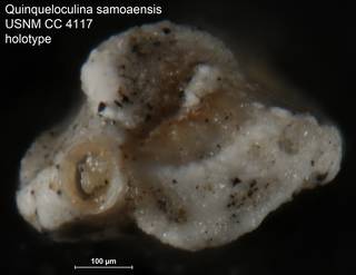 To NMNH Paleobiology Collection (Quinqueloculina samoaensis USNM CC 4117 holotype ap)