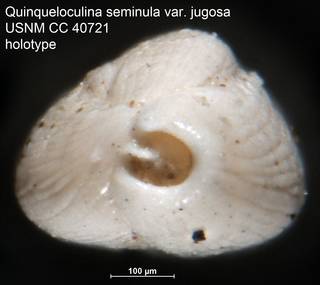 To NMNH Paleobiology Collection (Quinqueloculina seminula var. jugosa USNM CC 40721 holotype ap)