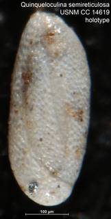 To NMNH Paleobiology Collection (Quinqueloculina semireticulosa USNM CC 14619 holotype)