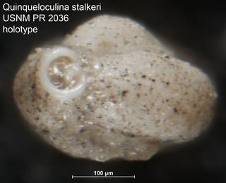 To NMNH Paleobiology Collection (Quinqueloculina stalkeri USNM PR 2036 holotype ap)