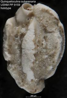 To NMNH Paleobiology Collection (Quinqueloculina subarenaria USNM PP 9159 holotype)