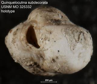To NMNH Paleobiology Collection (Quinqueloculina subdecorata USNM MO 325332 holotype ap)
