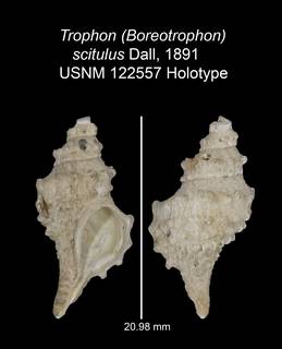 To NMNH Extant Collection (IZ MOL 122557 Holotype Shell plate)