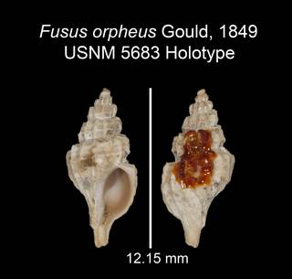 To NMNH Extant Collection (IZ MOL 5683 Holotype Shell plate)