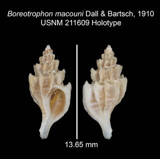 To NMNH Extant Collection (IZ MOL 211609 Holotype Shell plate)