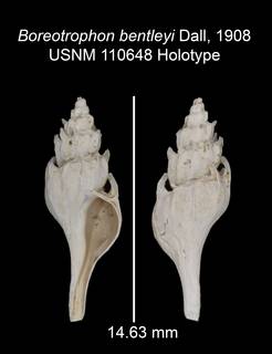 To NMNH Extant Collection (IZ MOL 110648 Holotype Shell plate)