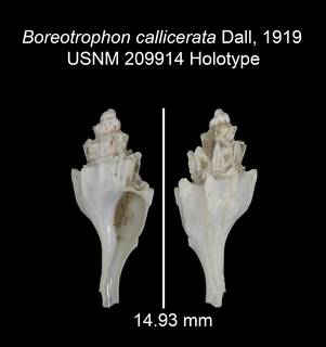 To NMNH Extant Collection (IZ MOL 209914 Holotype Shell plate)