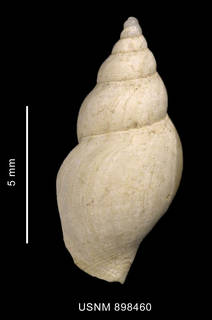To NMNH Extant Collection (Typhlodaphne payeni (Rochebrune et Mabille, 1889) shell dorsal view)
