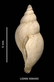 To NMNH Extant Collection (Typhlodaphne payeni (Rochebrune et Mabille, 1889) shell lateral view)