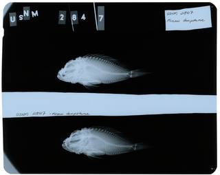 To NMNH Extant Collection (Minous dempsterae RAD112828-001)